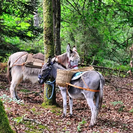 بيت للعطل Yourte Immersion Nature Saint-Etienne-de-Chomeil